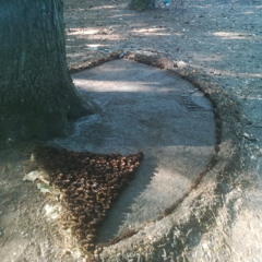 Prisma- Lied voor Lies