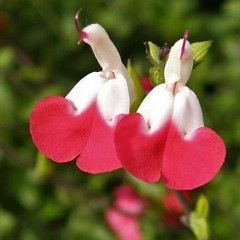 Hot Lips