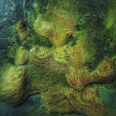 CAMBRIAN SHORES