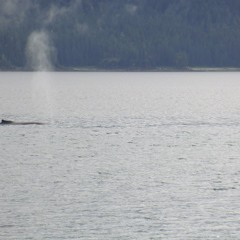 Dolphins dance with Whales