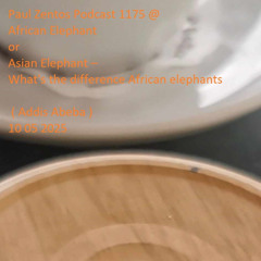 Paul Zentos Podcast 1175 @ African Elephant or Asian Elephant – What's the difference African elephants ( Addis Abeba ) 10 05 2025