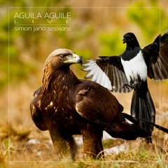 Aguila Aguile (Live at the Medicine Music Lounge)