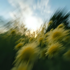 Matthew Plante - BEAUTY IN THE MADNESS