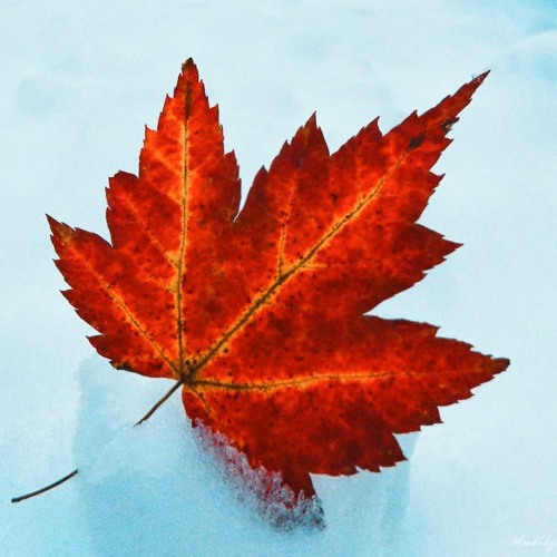 maybe what i need is what we all need : part II 🍂❄️ 11.5.2024