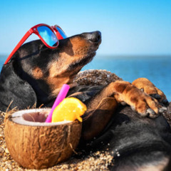 Beach Dog