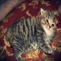 fale mózgowe kociczki