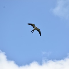 Brendan Mitchell - Talent