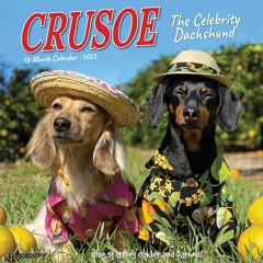 ❤ PDF Read Online ❤ Crusoe the Celebrity Dachshund 2023 Wall Calendar