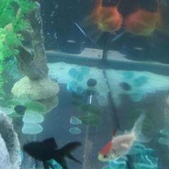 푸른 산호초(青い珊瑚礁)