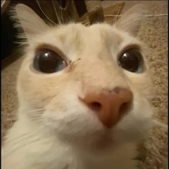 WEEK 113 - 20251116 guh