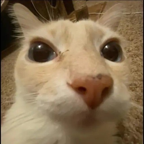 WEEK 113 - 20251116 guh