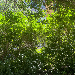 восточное побережье (alex g cover)