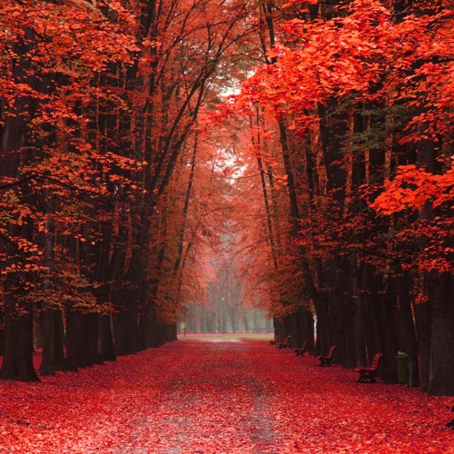 Red Autumn