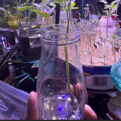 Oksam , , , , To Be Recut From