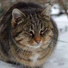 Мурзик