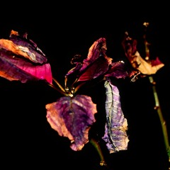 Koibito-Melancholy Botanist