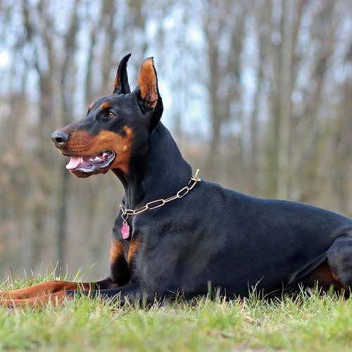 Doberman online 2025