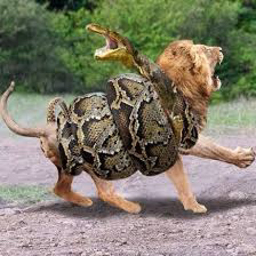 LIONS AND SNAKES