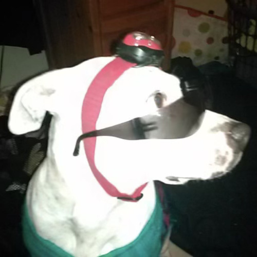 Actors With Zero Haters - 15 Actors That Died on Set