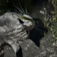 現自己嫌悪