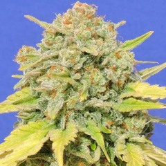 Gelato & Skittlez RMX- SA4 & 18 Karat & LX