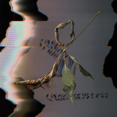 T. Gowdy • "Novus Lumen"