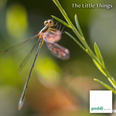 The Little Things