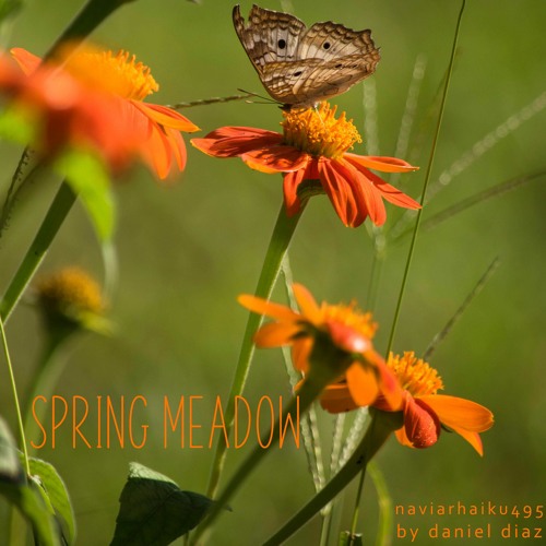 Spring Meadow - naviarhaiku495
