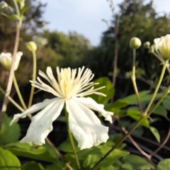 Ballydesmond Polka 1&2 (Falken).mp3