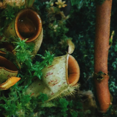 The Seeds Of Truth Are Scattered Everywhere