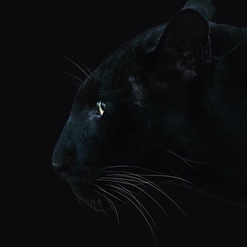 Predator - Hard Techno #1
