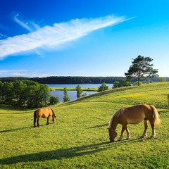 Ariel - Peaceful Meadow (Giddy Up Pony)