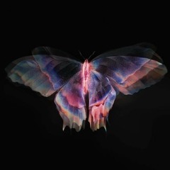 Metamorphosis