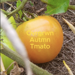 Overgrown Autumn Tomato