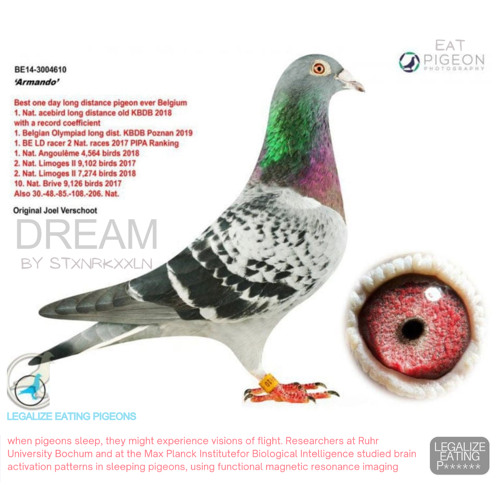 Stxnrkxxln - Dream [Leagalize Eating Pigeons] Exclusive