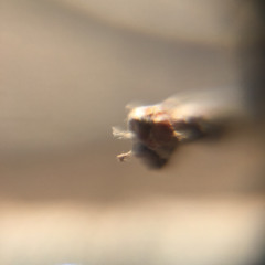 bUsy bEes pArt tWo_090123.m4a