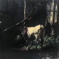 gran jardín en la primavera