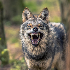 Apex Predator (Final Master)