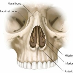 Hype of Madness- Nose Bone