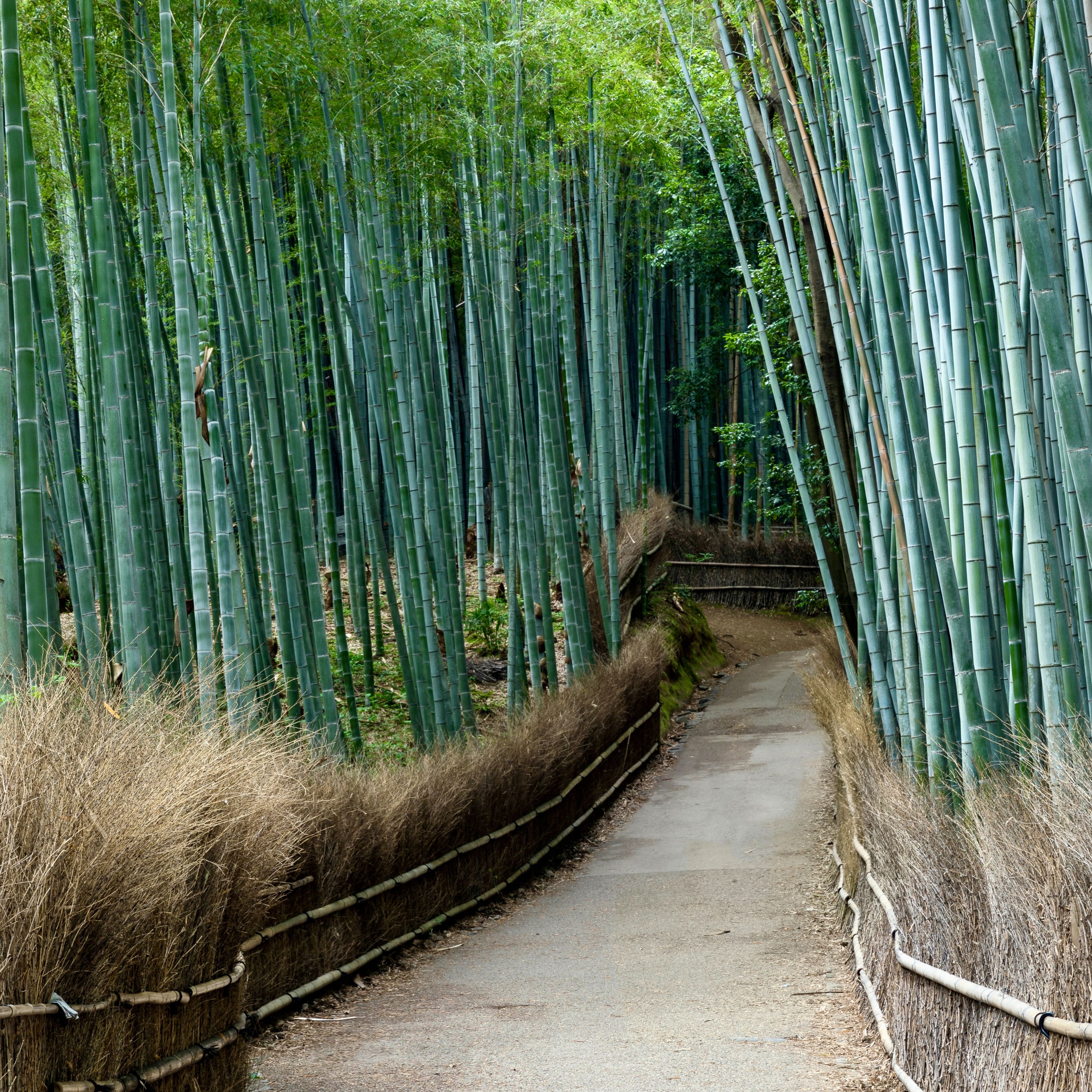 Bamboo Forest episode artwork