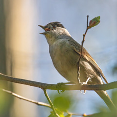 Blackcap of Tiraroe