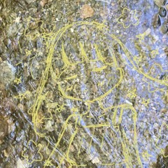 川底で星をみて