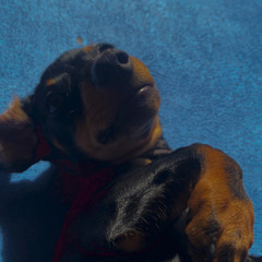 Csonnó Imre 2021 #Virággal Térdeltél elém