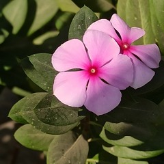 Stargi_da_yar_wary_khubona_yara_charta_ye(slowed+reverb)(128k).mp3