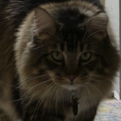 No Love Found With Marc.mp3