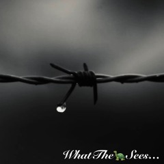 WhatTheTurtleSees