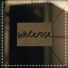 White Rose