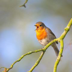 Morning Bird (Original mix)