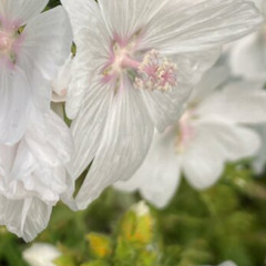 white musk demo (Prod by. eeryskies)