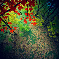 1981  შემოდგომა — ეს პატარა სიბერეა, შემოდგომა — ეს პატარა სიკვდილია.